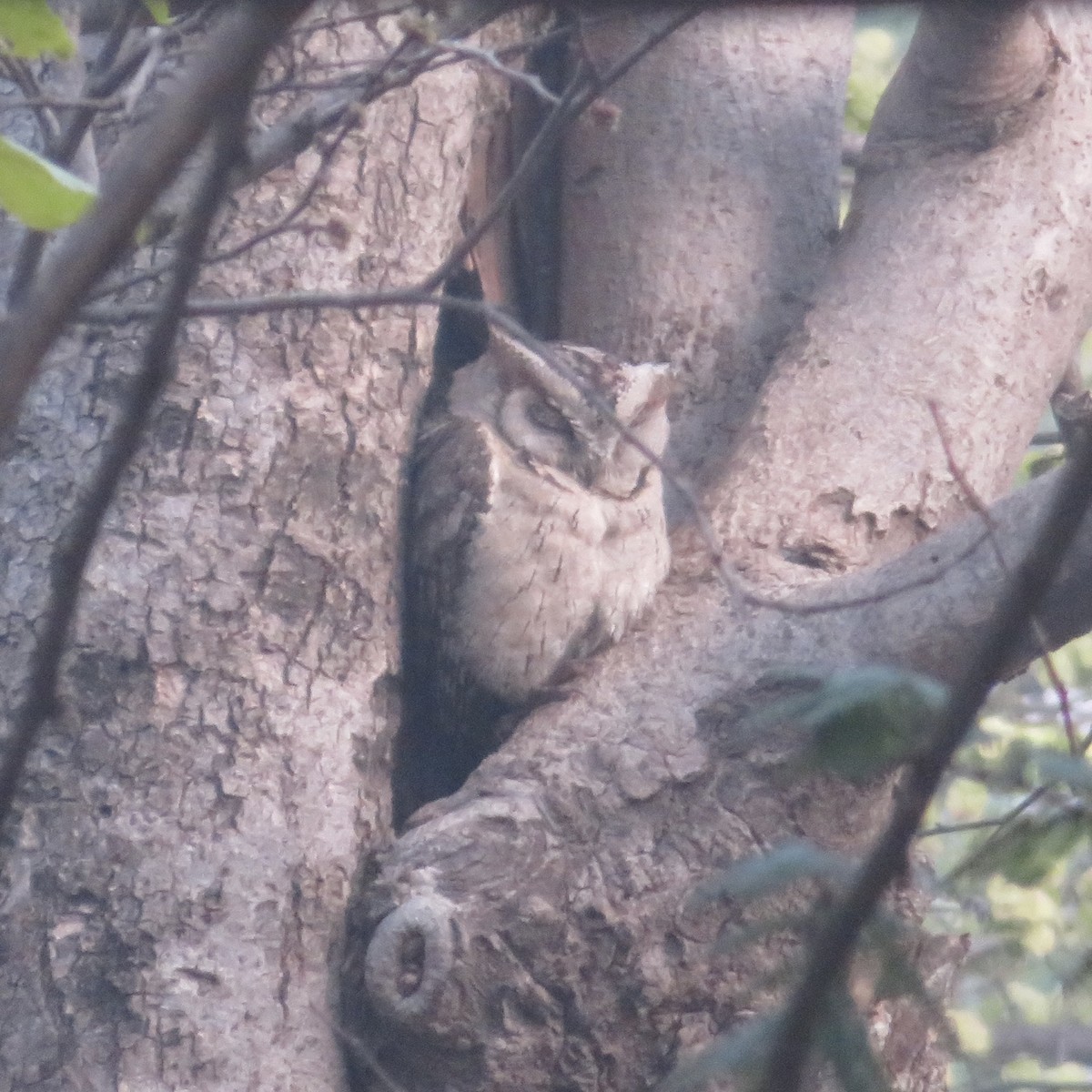 Indian Scops-Owl - ML549688301
