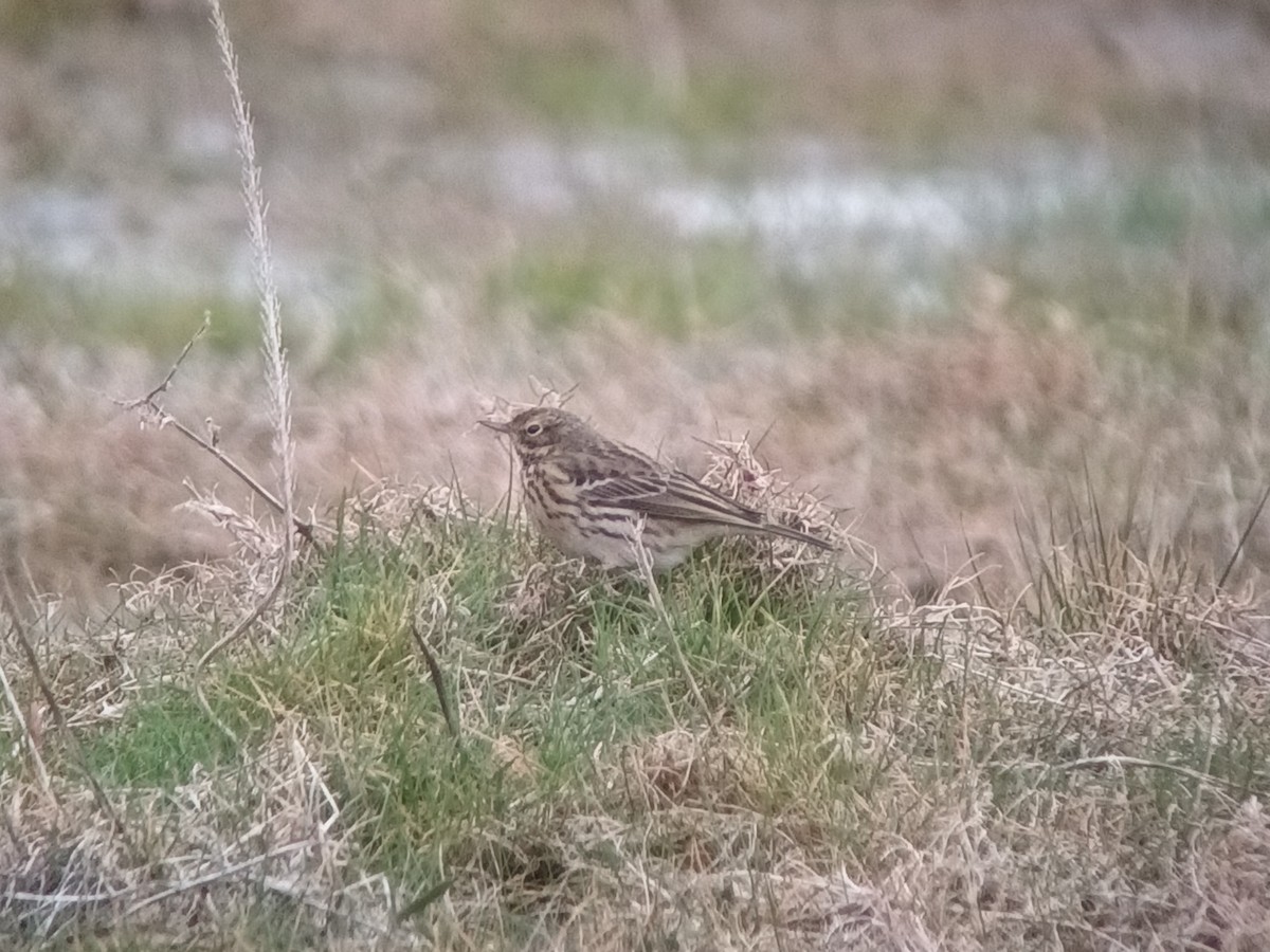 Meadow Pipit - ML549690141