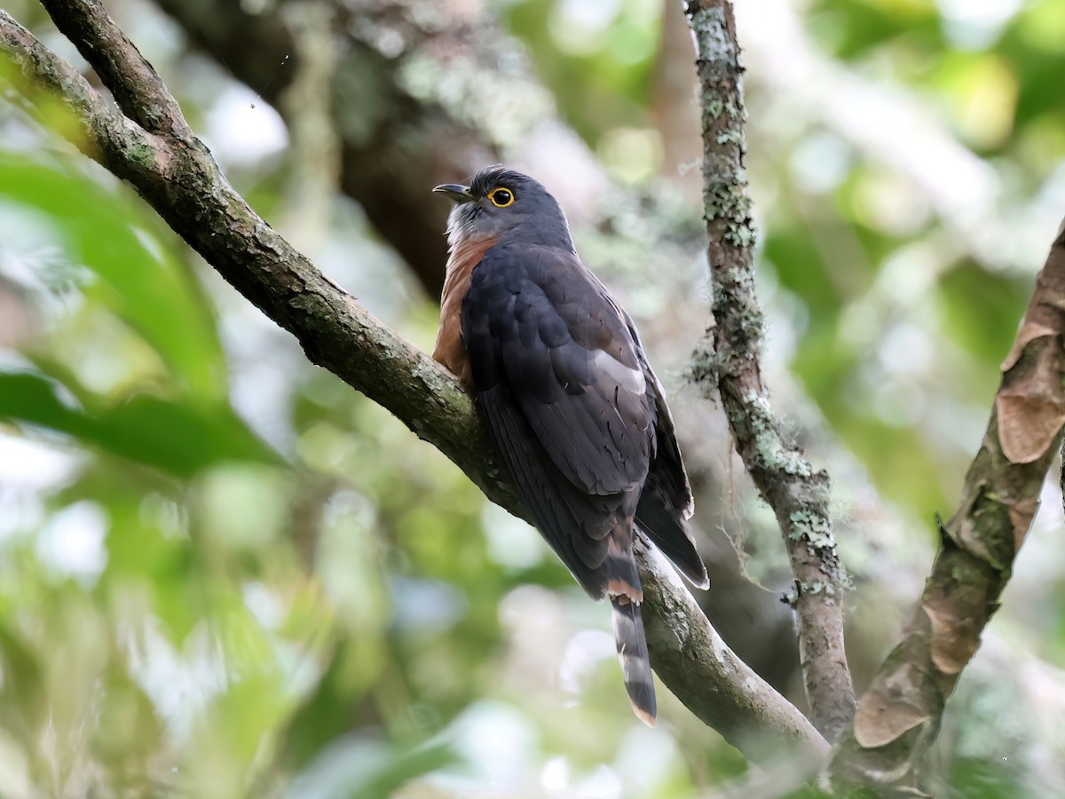 Philippine Hawk-Cuckoo - Jörg Hanoldt