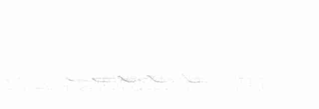Common Greenshank - ML549690301