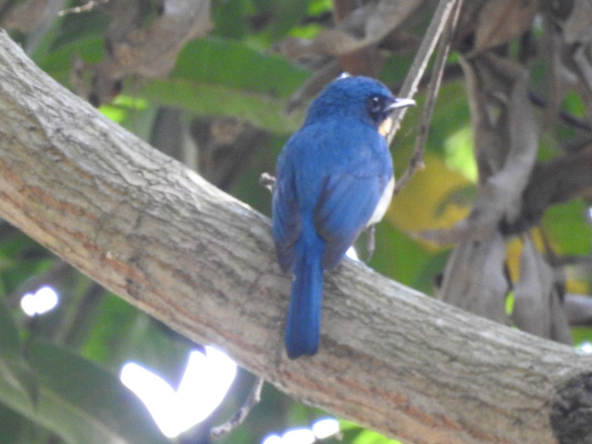 Tickell's Blue Flycatcher - ML549690351