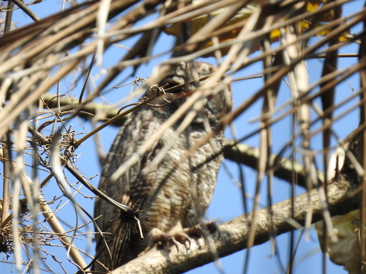 Mottled Wood-Owl - ML549690891