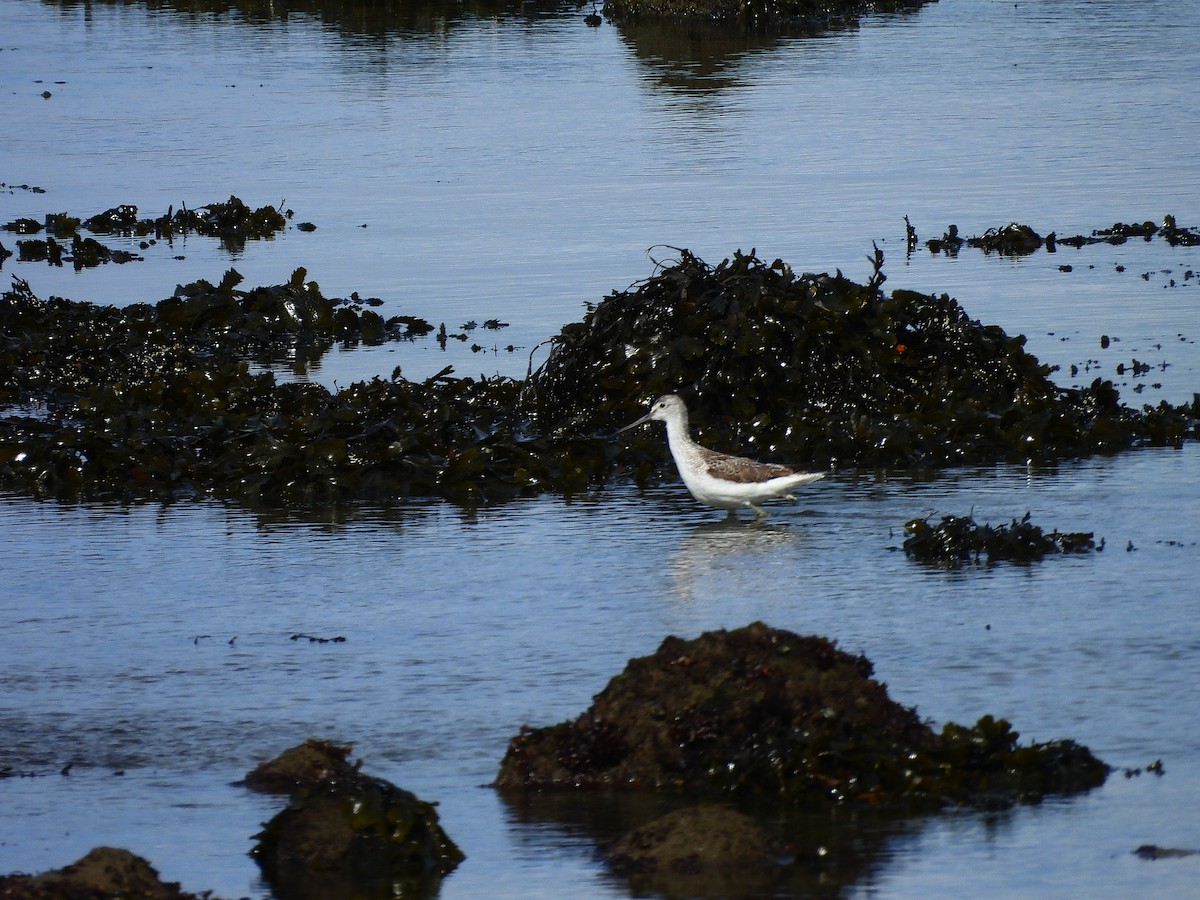 Common Greenshank - sean whelan