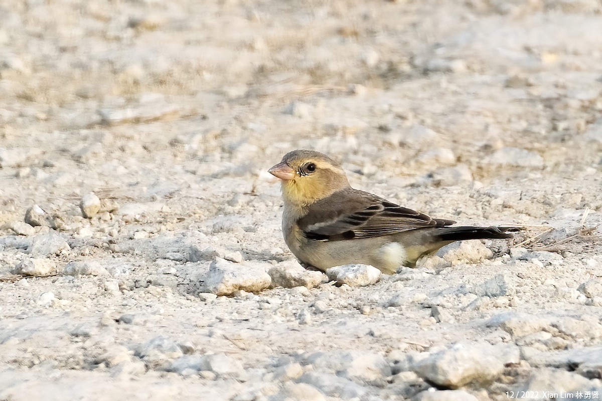 Plain-backed Sparrow - ML549697521