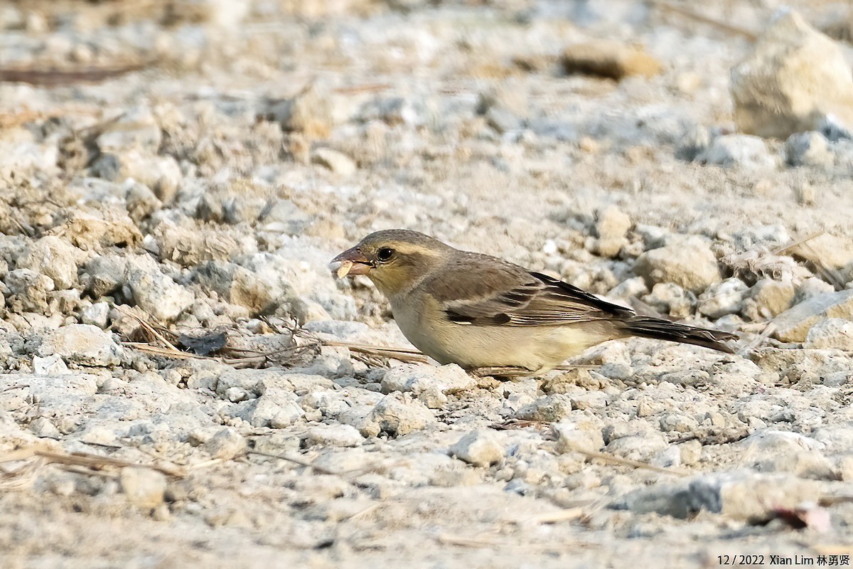Plain-backed Sparrow - ML549697531