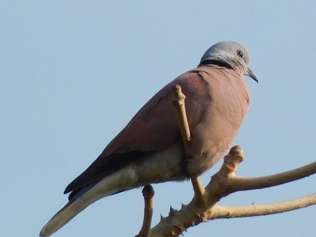 Red Collared-Dove - ML549700971