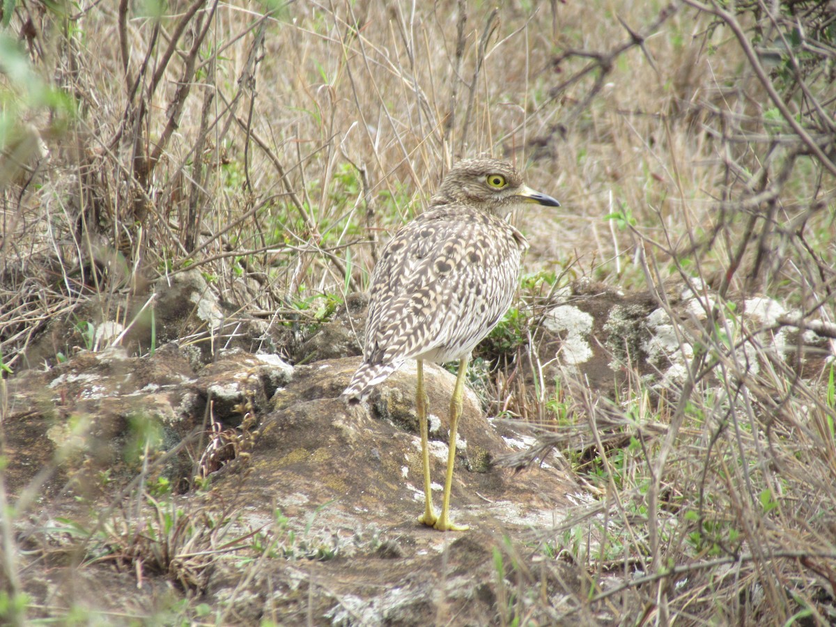 Spotted Thick-knee - ML549710891