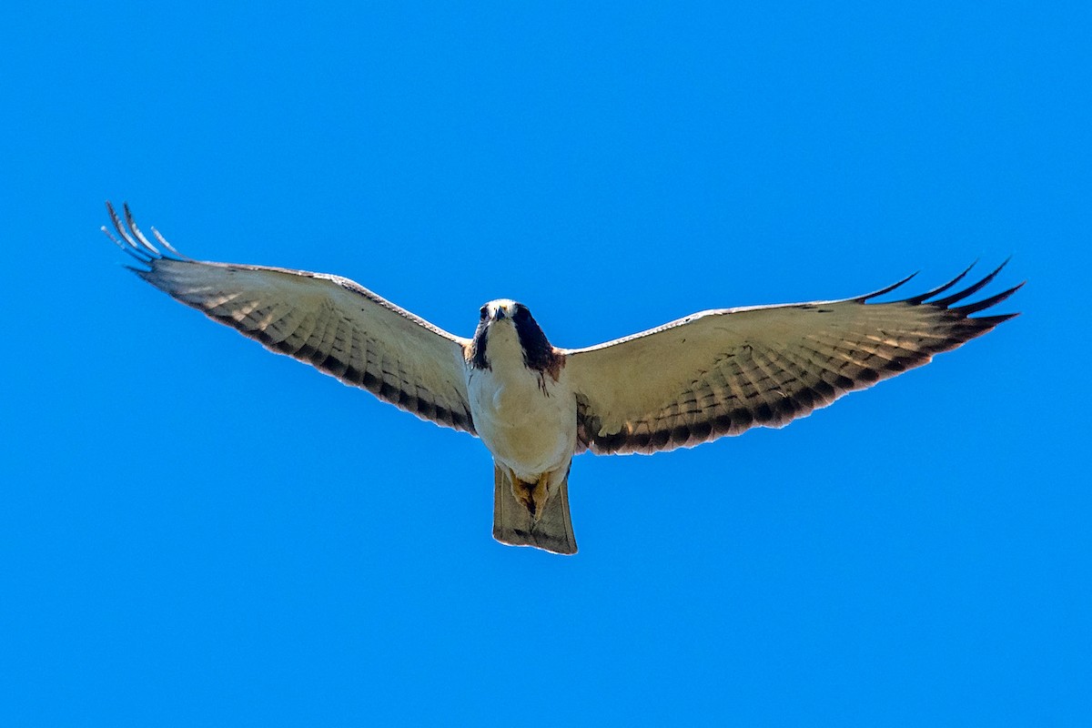 Short-tailed Hawk - Richard Stern
