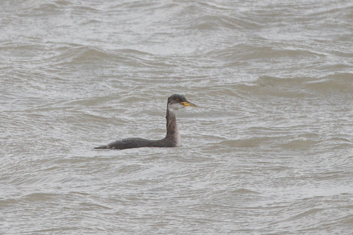 Red-necked Grebe - ML549718541