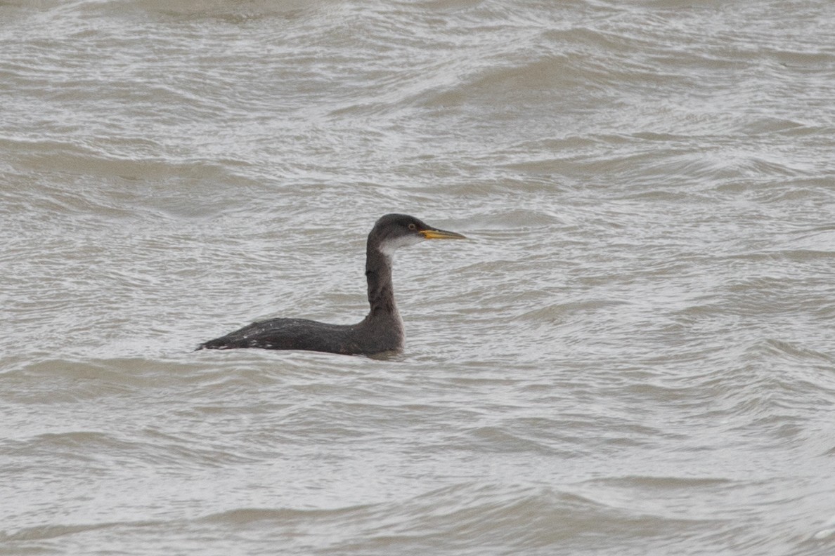 Red-necked Grebe - ML549718551