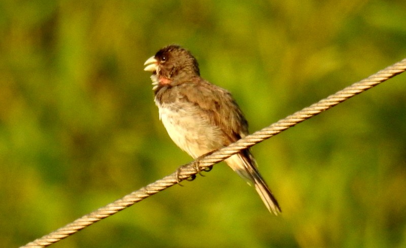 Double-collared Seedeater - ML549719591