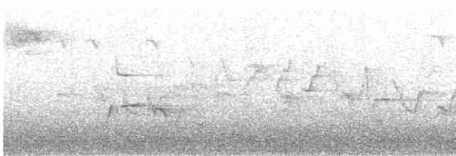 Birigarro arrunta - ML549719741