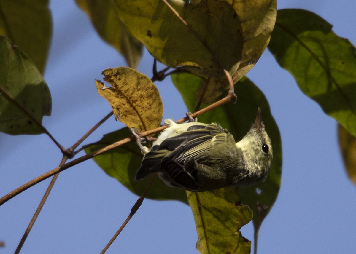 Large-billed Leaf Warbler - ML549720541