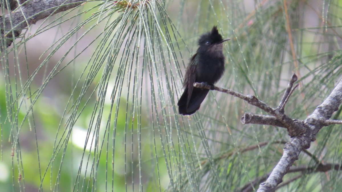 Antillean Crested Hummingbird - ML549721931