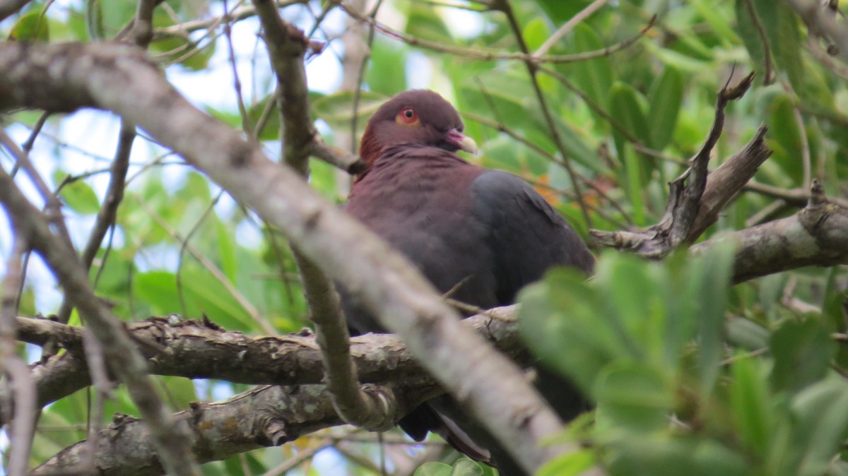 Scaly-naped Pigeon - ML549722301