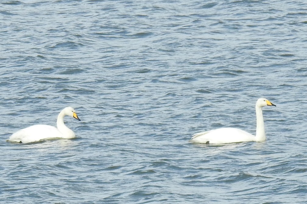 Ebird Checklist Mar Audenshaw Reservoirs Species