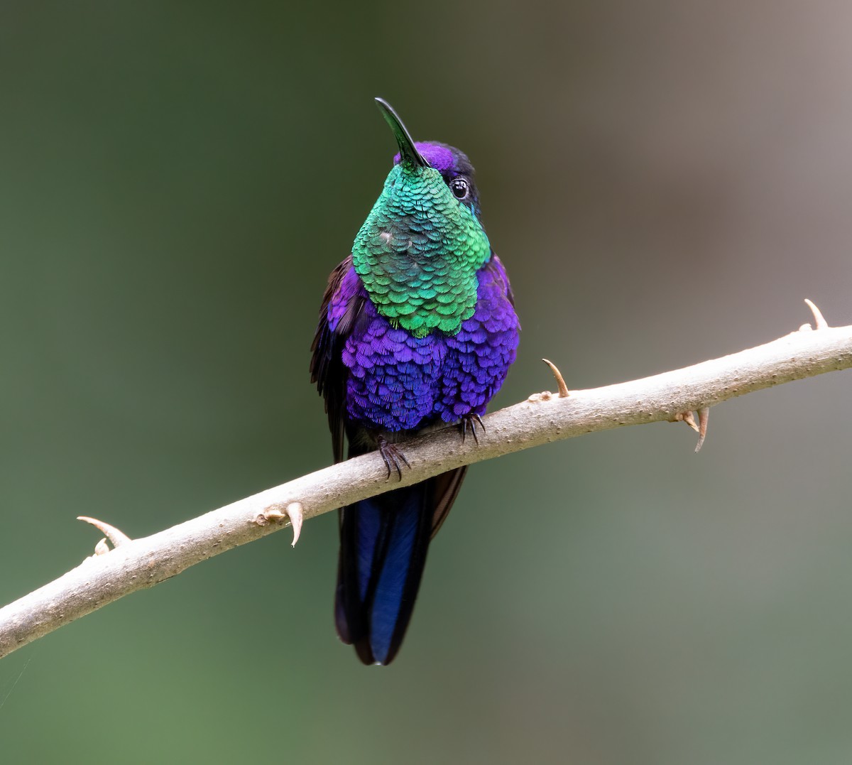 kolibřík vidloocasý - ML549723591