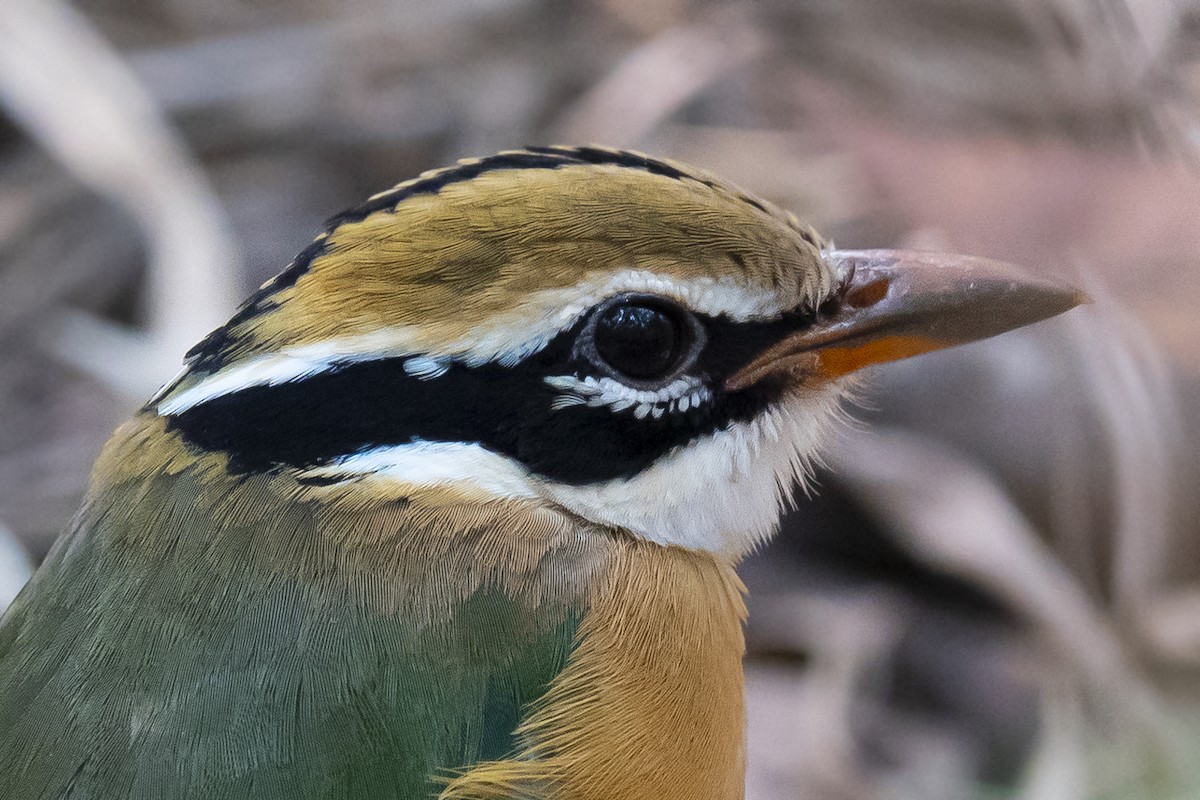 Indian Pitta - Ronith Urs