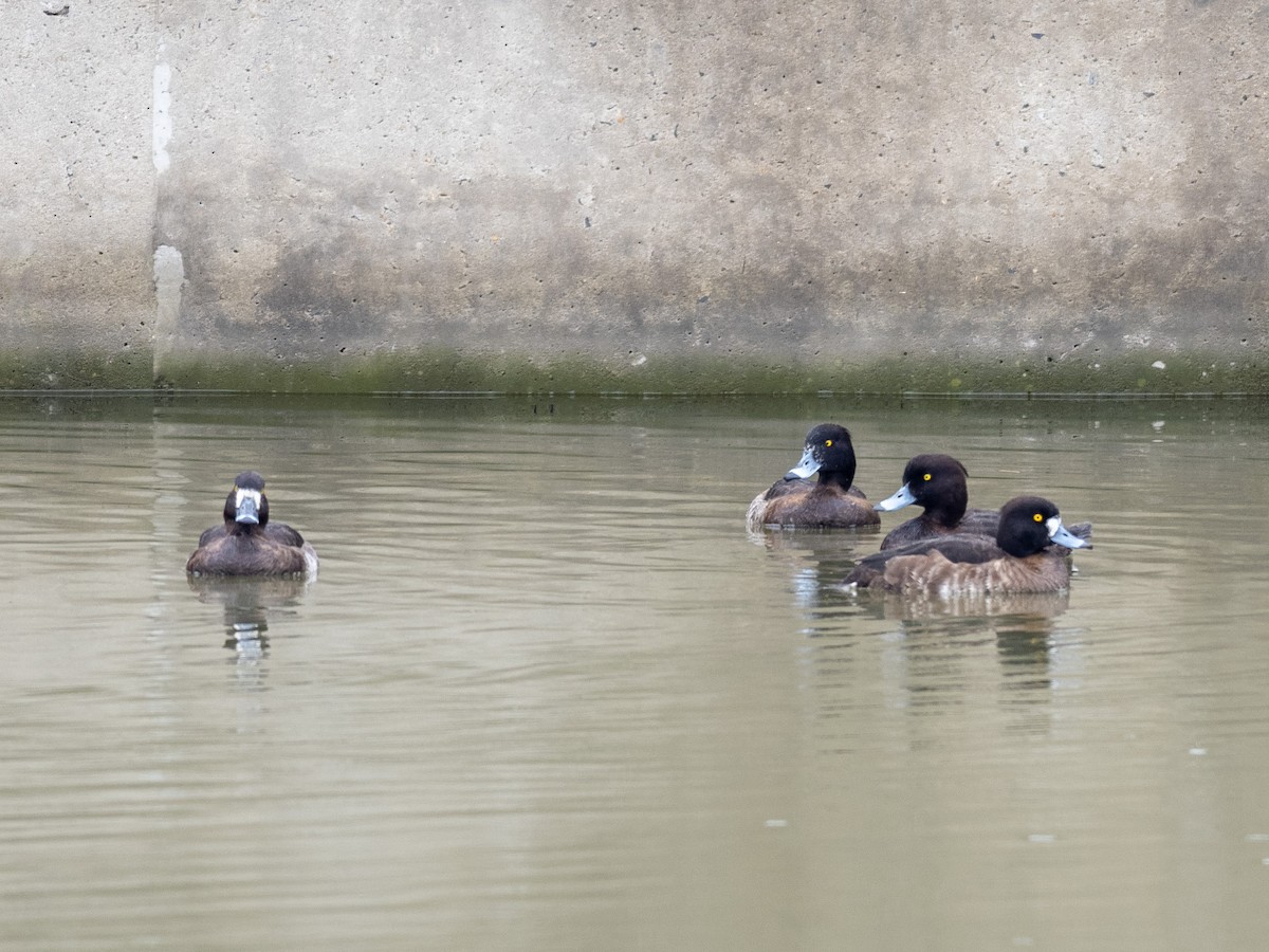 Tufted Duck - ML549728561
