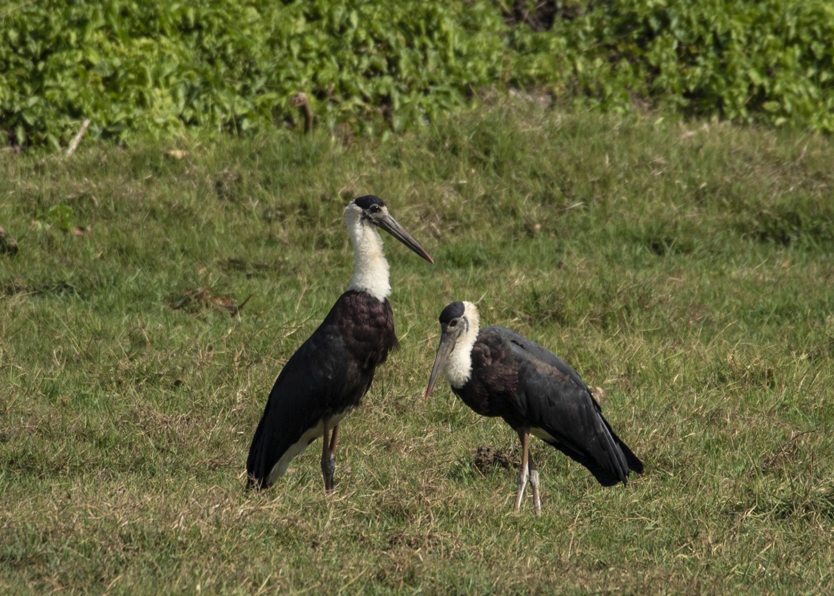 Asian Woolly-necked Stork - ML549728691
