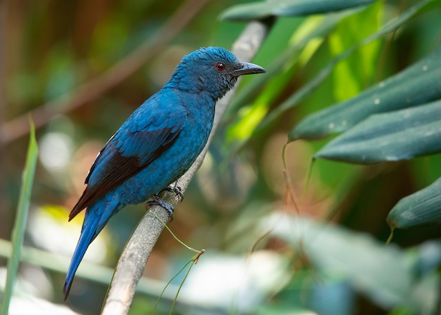 Systematic of Smaller Asian Night Birds Based on Voice