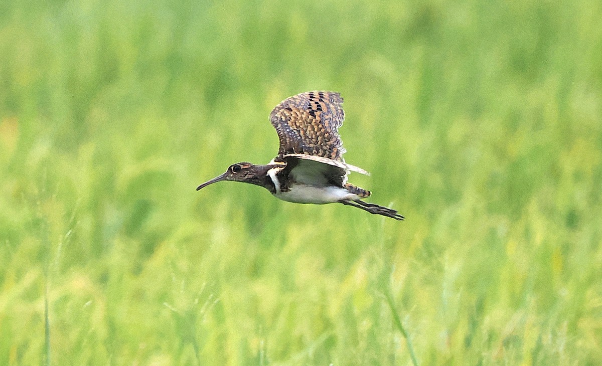 Greater Painted-Snipe - ML549737341