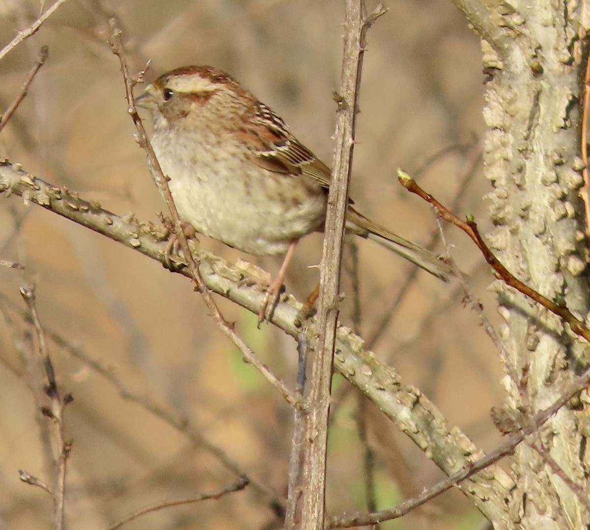 White-throated Sparrow - ML549739341