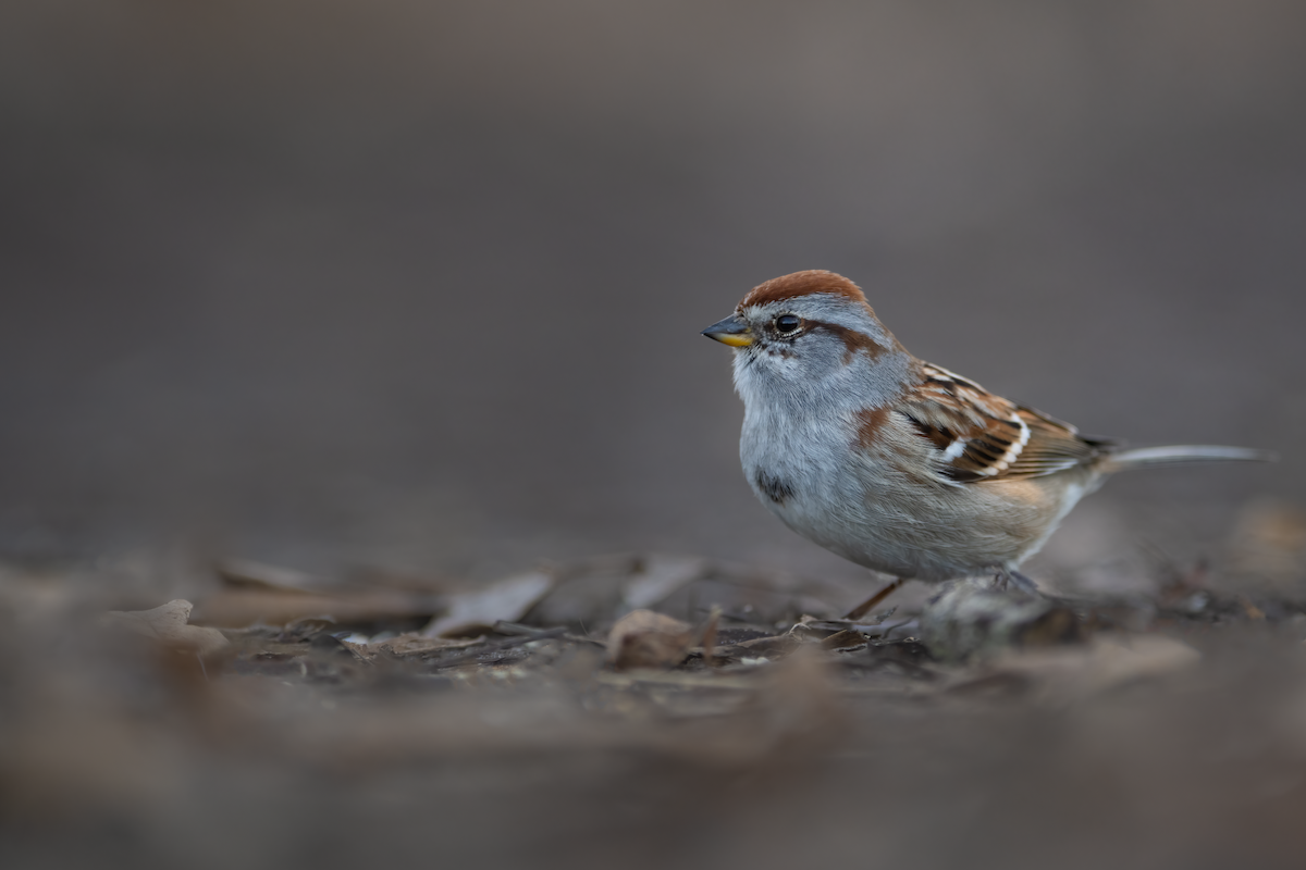 American Tree Sparrow - Matthew Dolkart