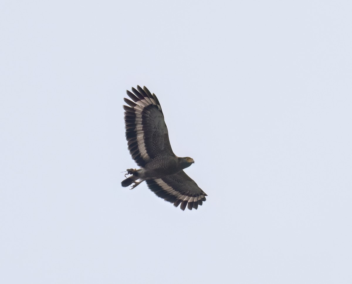 Crested Serpent-Eagle - ML549744021