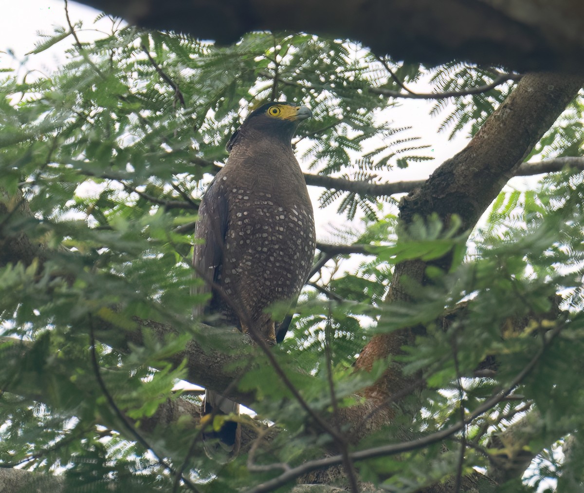Crested Serpent-Eagle - ML549744031