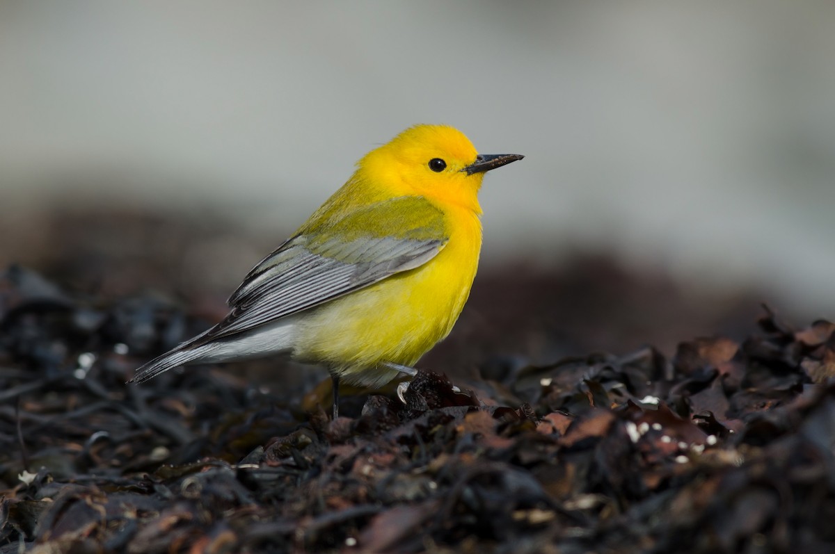 Prothonotary Warbler - ML54974411