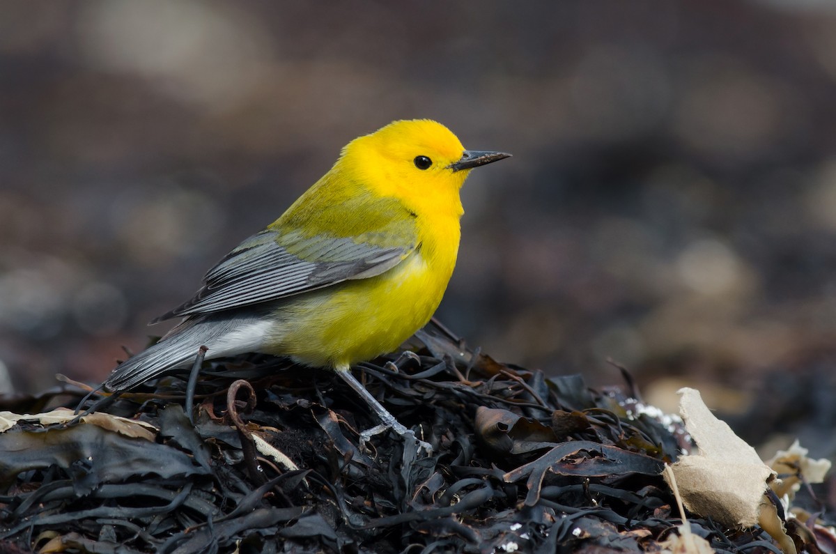 Prothonotary Warbler - Alix d'Entremont