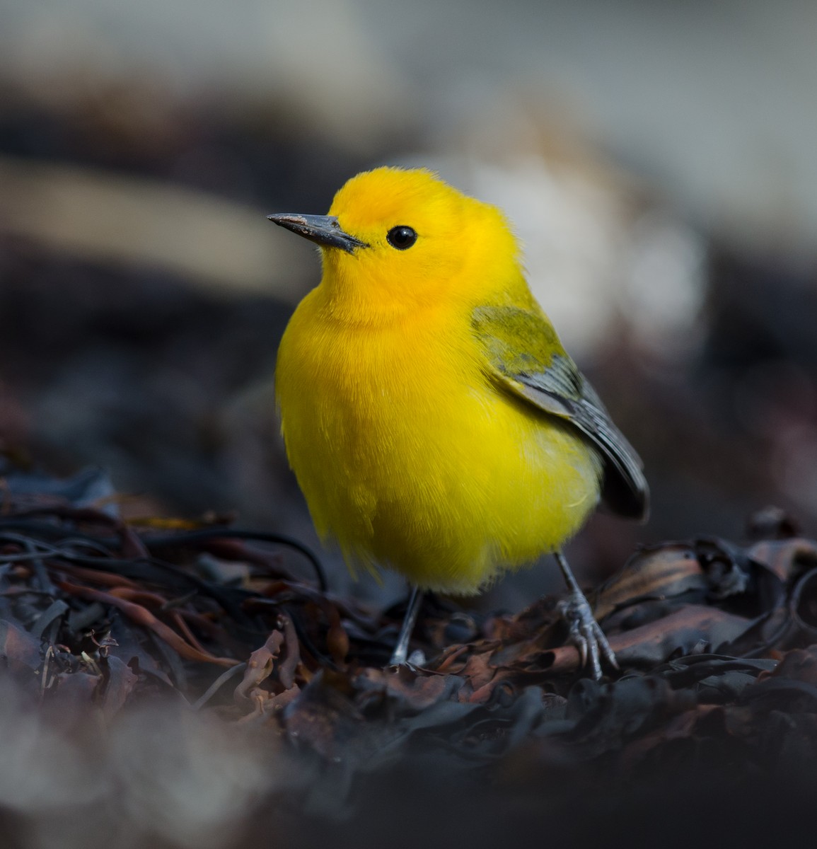 Prothonotary Warbler - ML54974461