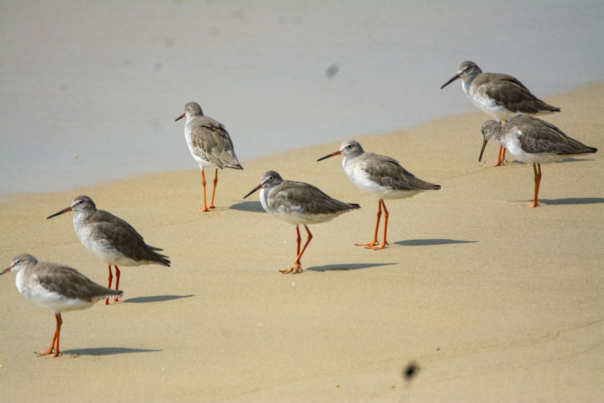 Common Redshank - Prakash S