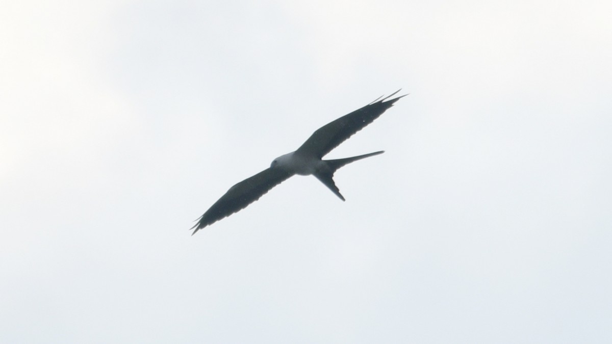 Swallow-tailed Kite - Carl Winstead