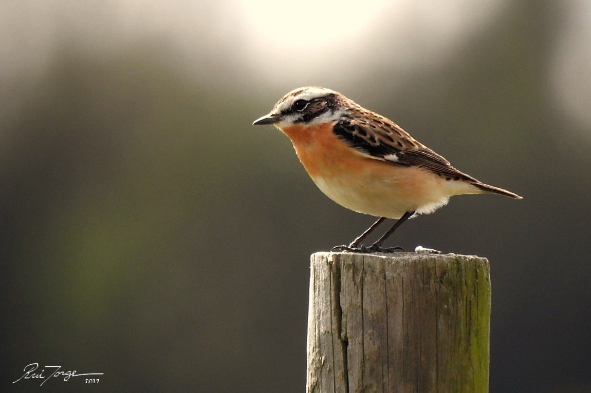 Whinchat - ML54974951