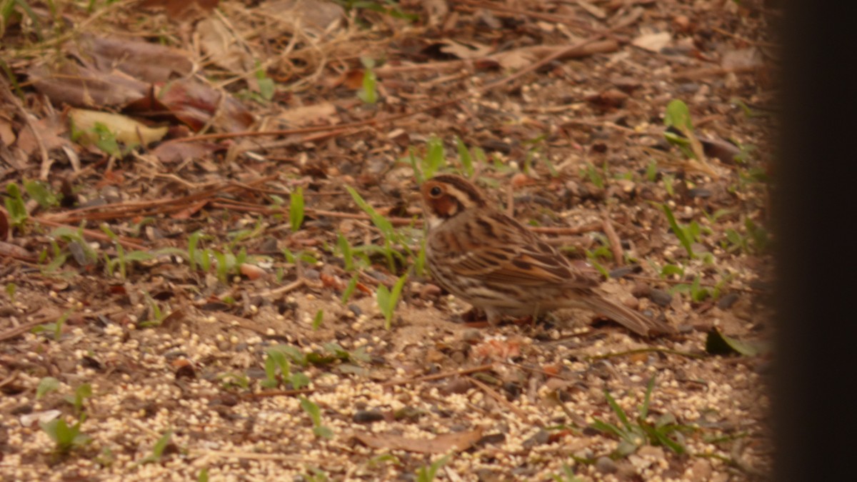 Ebird Checklist 25 Mar 2023 Stakeout Little Bunting Cordova Park 2023 Restricted Access