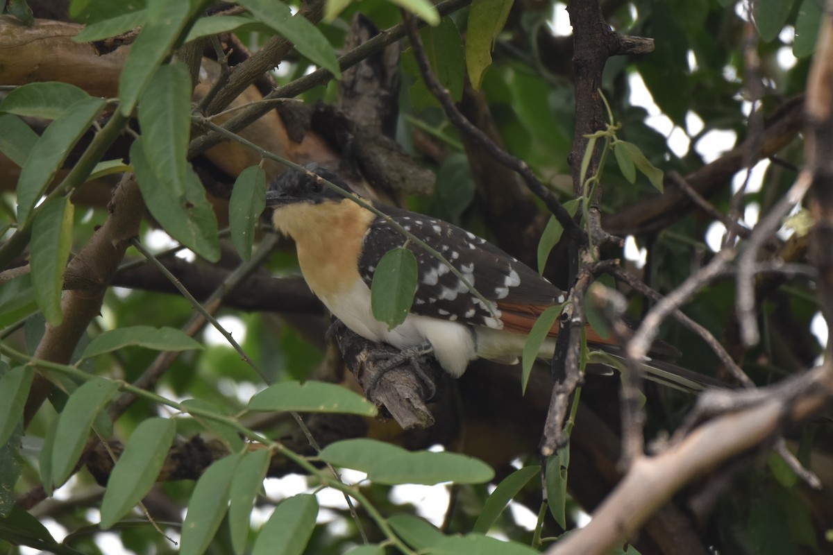 Great Spotted Cuckoo - ML549751631