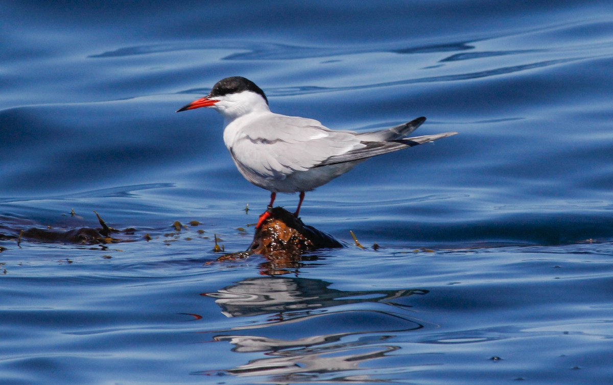 Common Tern - ML54975461