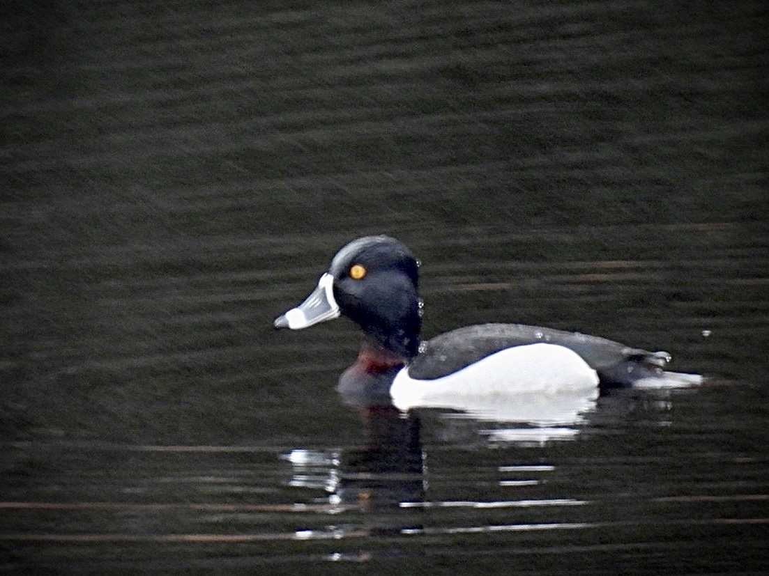 Ring-necked Duck - ML549756061