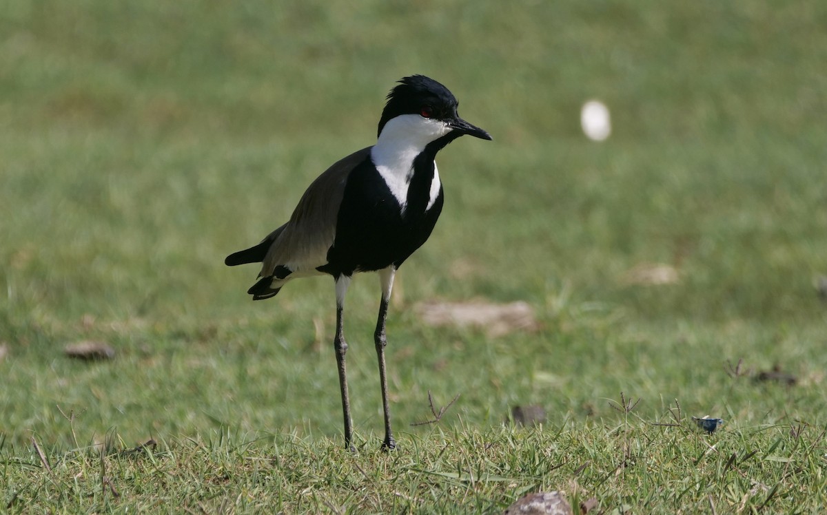 Spur-winged Lapwing - ML549758561