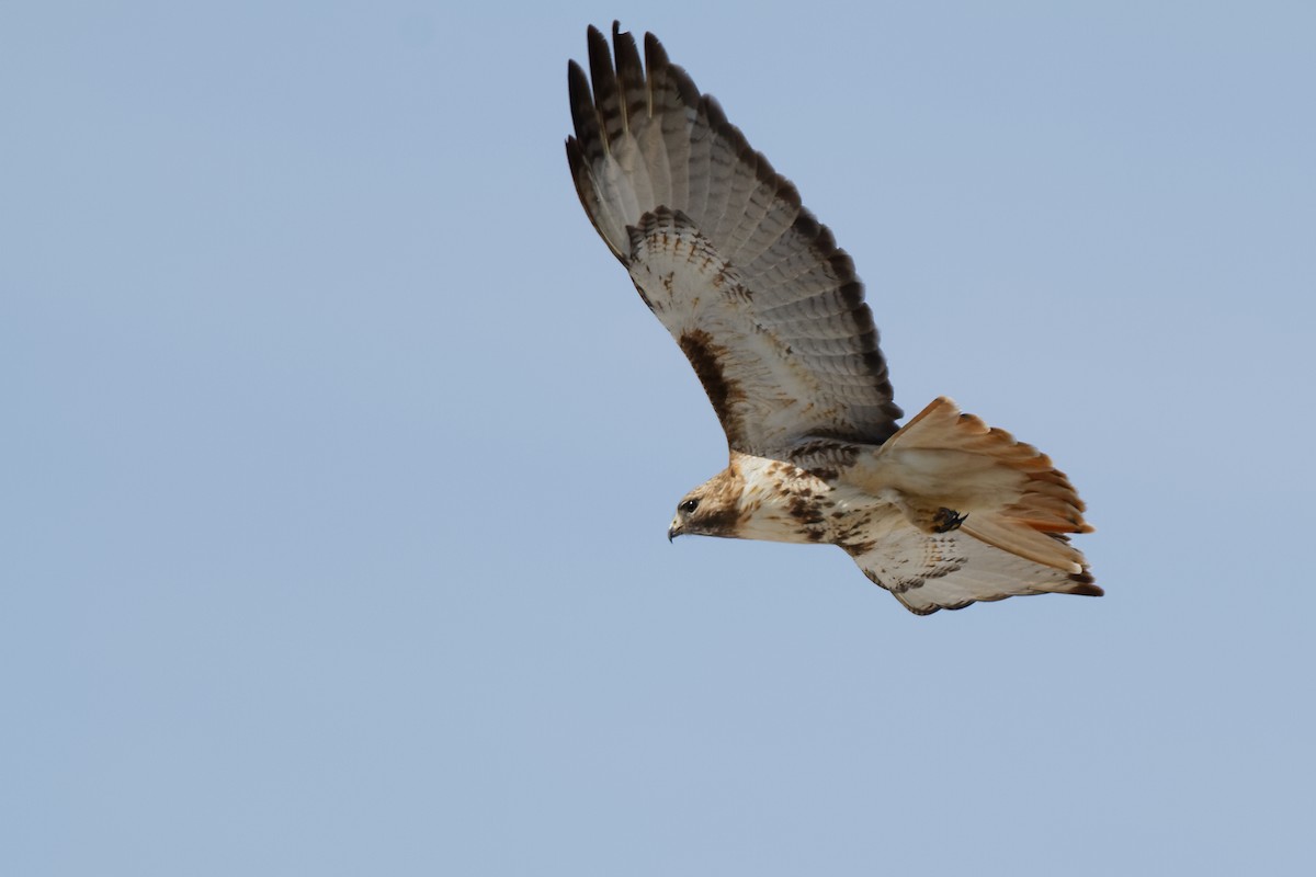 Red-tailed Hawk - ML54976021