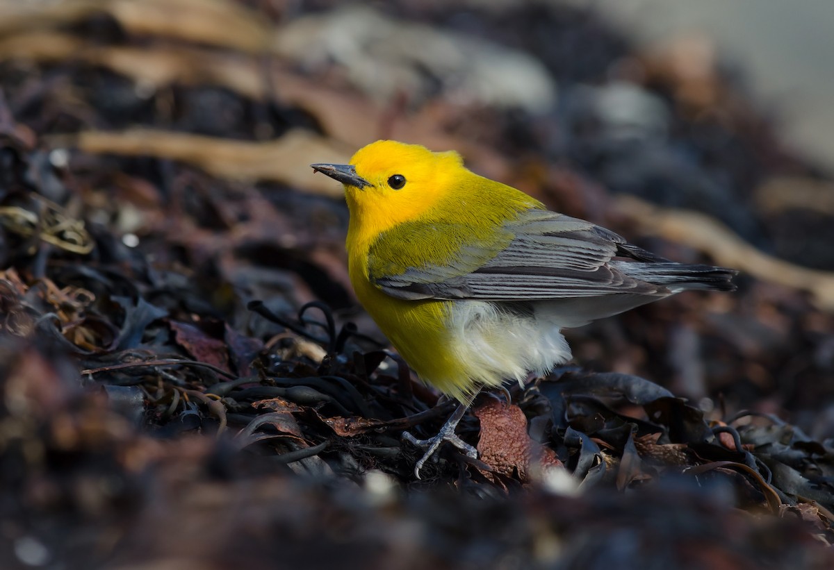 Prothonotary Warbler - ML54976951