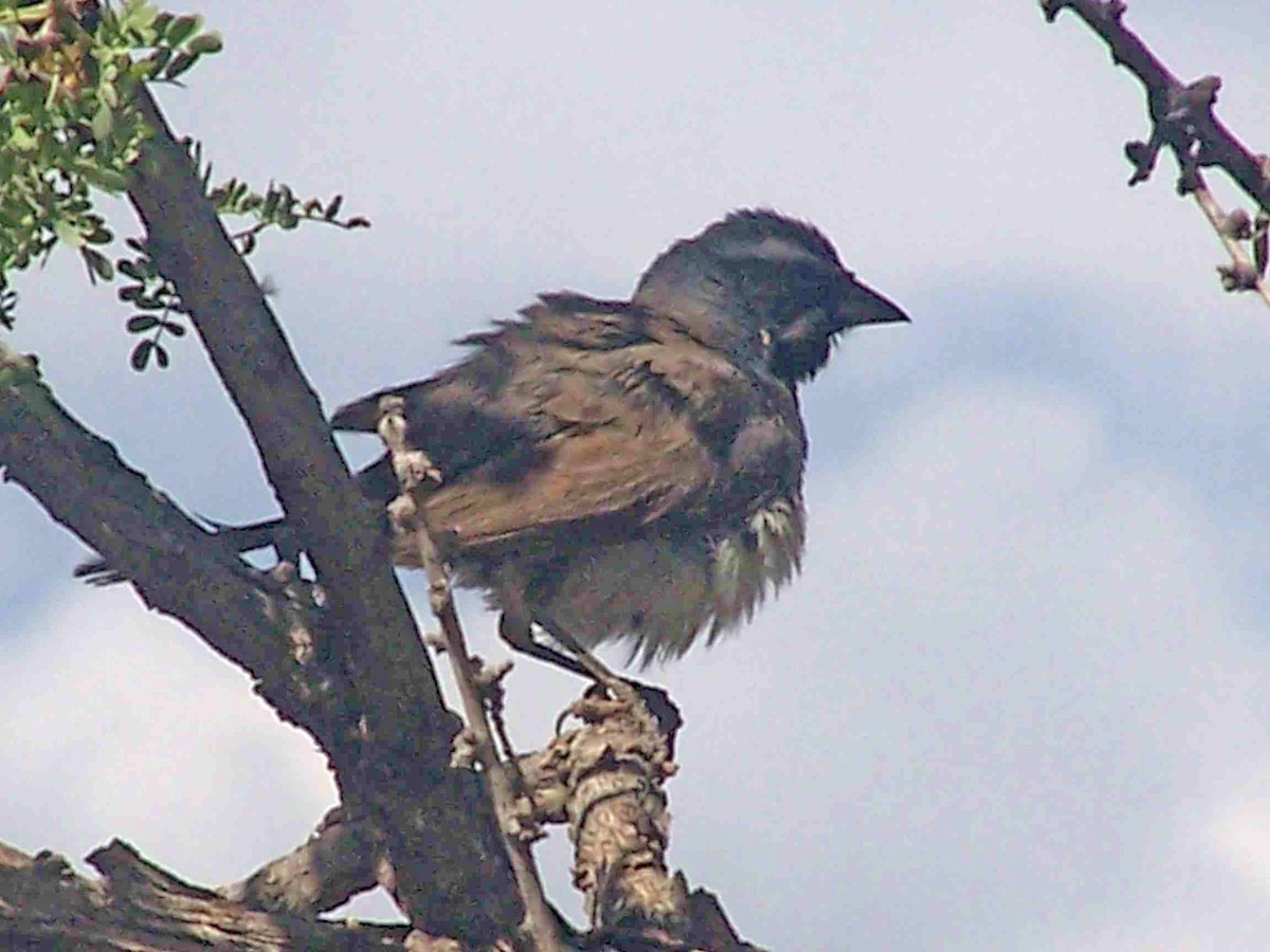 Black-throated Sparrow - ML549777271