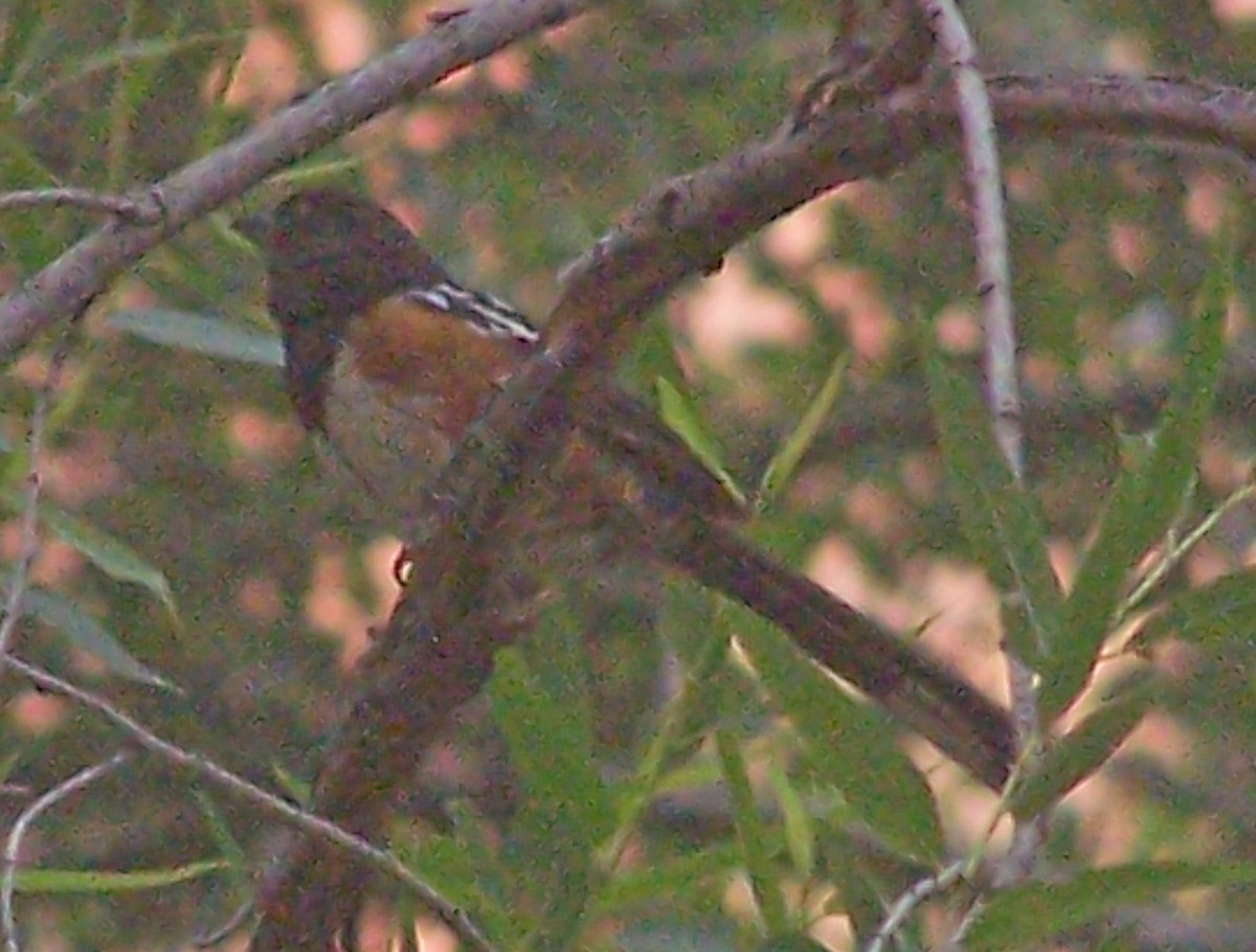 Spotted Towhee - ML549777321