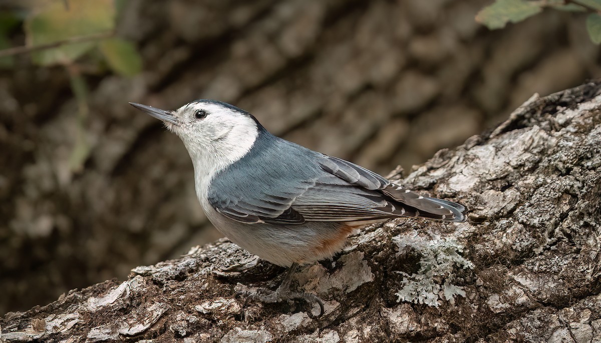 White-breasted Nuthatch - ML549777341
