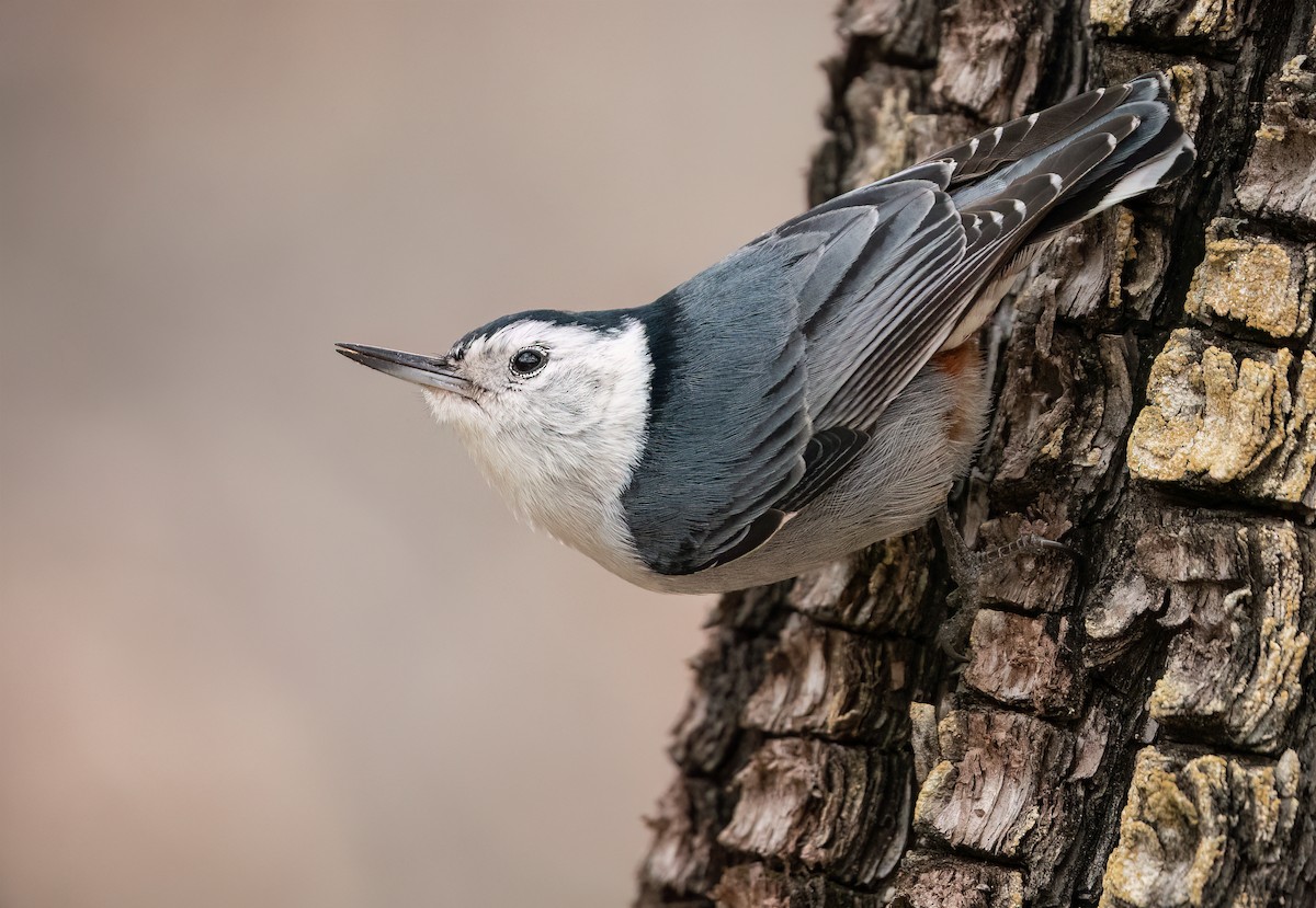 White-breasted Nuthatch - ML549777351