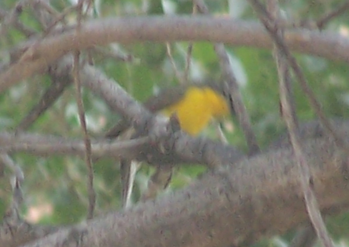 Yellow-breasted Chat - ML549777391