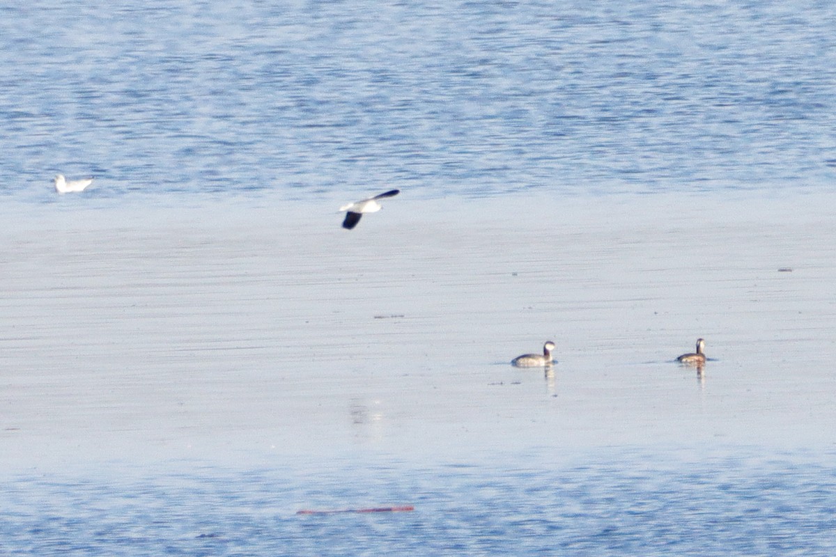 eBird Checklist - 26 Mar 2023 - Ricks Boatyard, Eagle Creek Reservoir ...