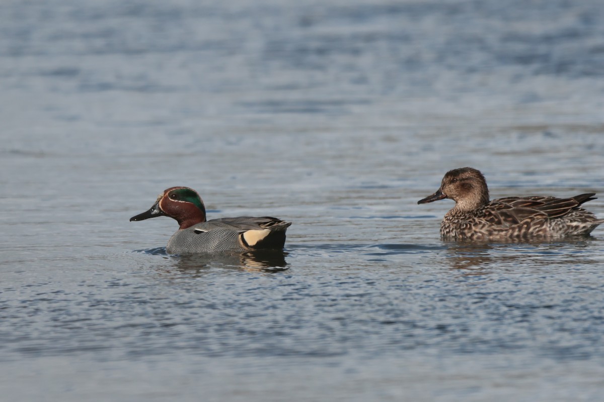 Green-winged Teal - ML549784191